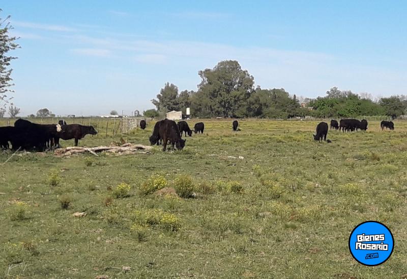 Casas - Palacios, Luis ,est.la Salada - Venta