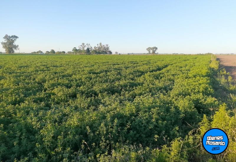 Campos - Iriondo - Venta