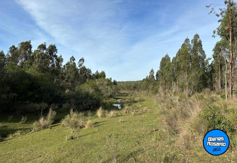 Campos - Otra Ciudad - Venta