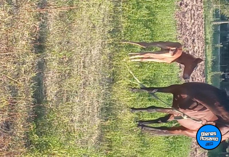 Terrenos - Victoria - Venta