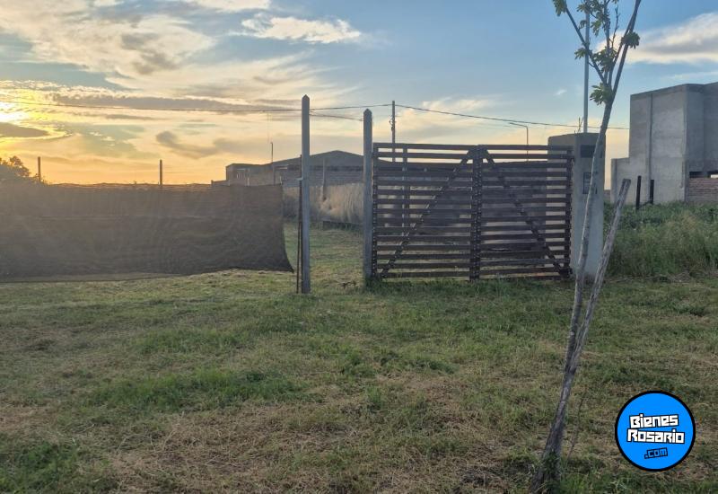 Terrenos - Piñero - Venta