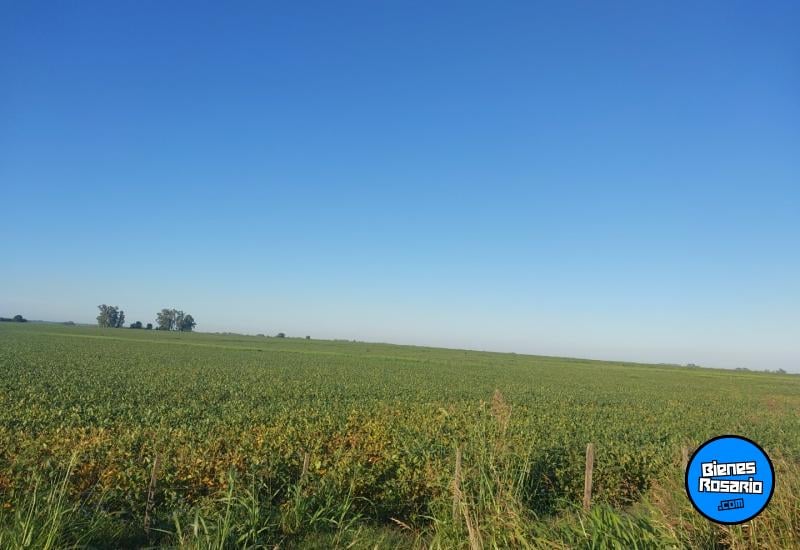 Campos - Pergamino - Venta