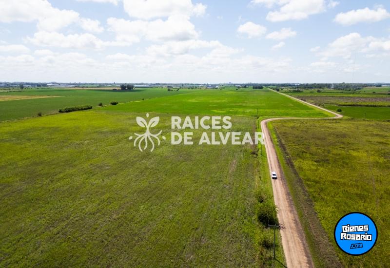 Terrenos - Alvear - Venta