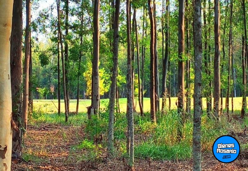 Terrenos - Oliveros - Venta