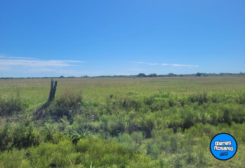 Campos - Fighiera - Venta