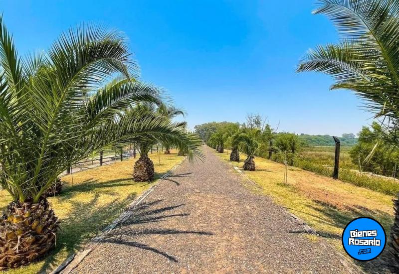 Terrenos - Fighiera - Venta