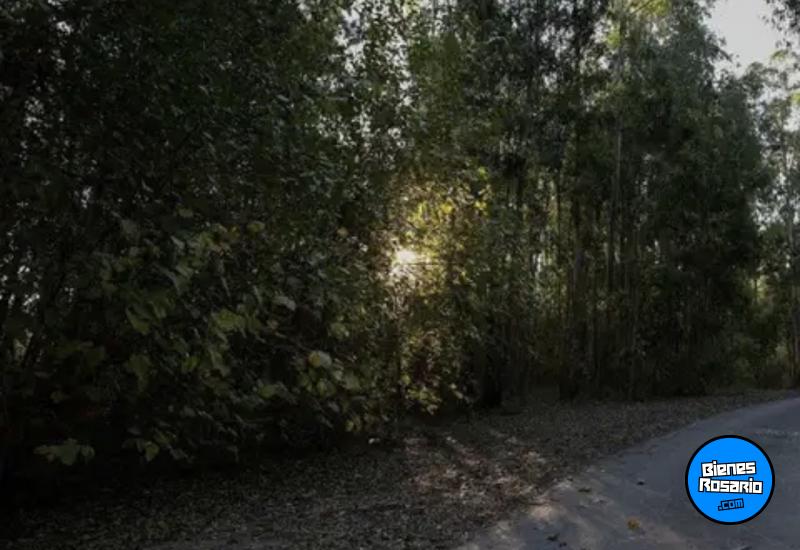 Terrenos - Oliveros - Venta