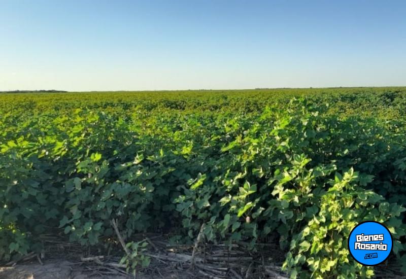 Campos - Hasenkamp - Venta