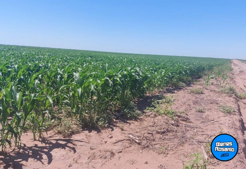 Campos - Hasenkamp - Venta