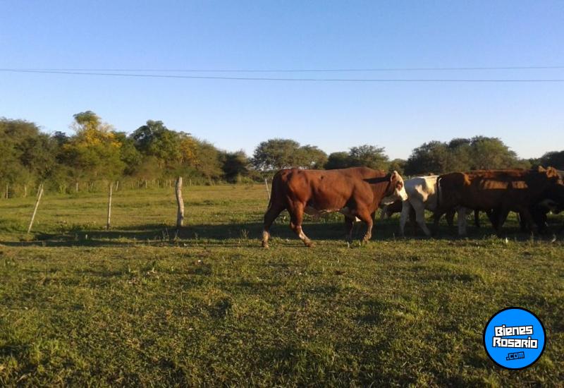 Campos - Hasenkamp - Venta