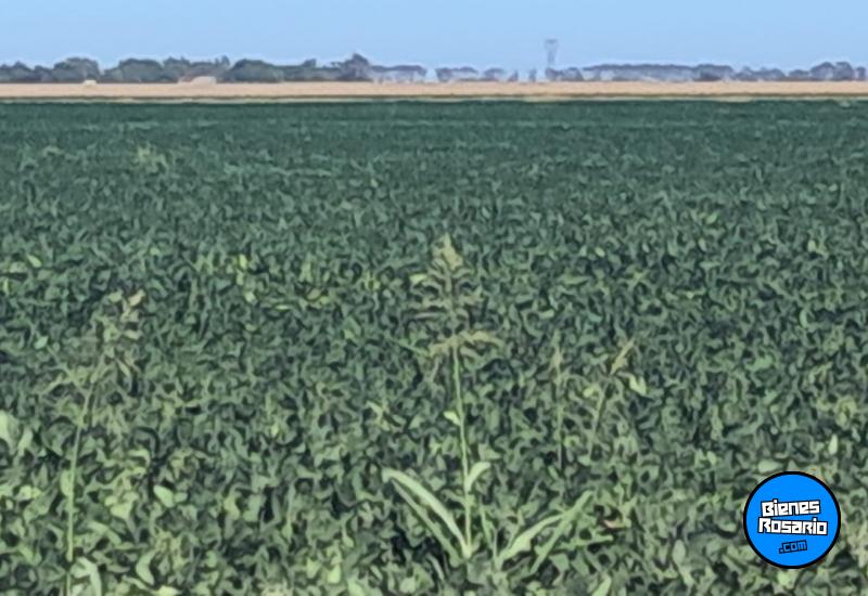 Campos - Rosario - Venta