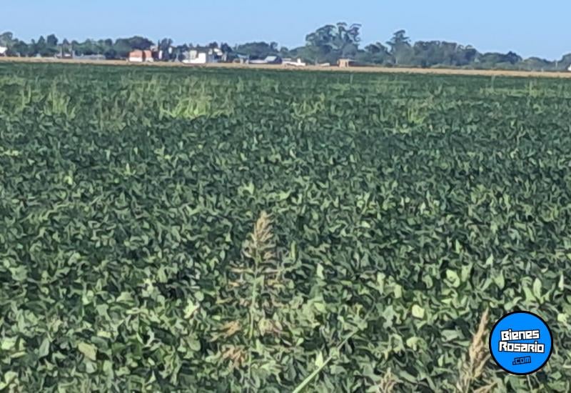 Campos - Rosario - Venta