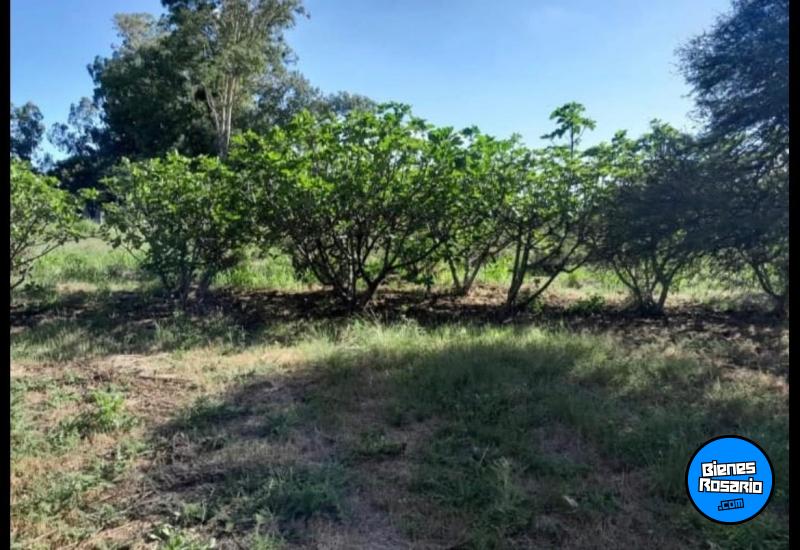Campos - Coronda - Venta