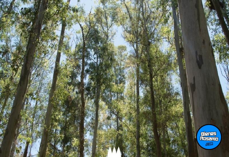Terrenos - Oliveros - Venta