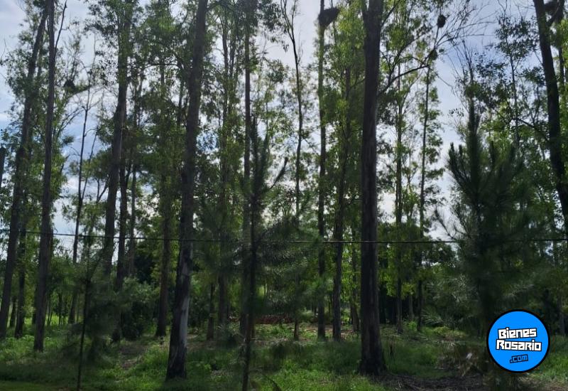 Terrenos - Oliveros - Venta