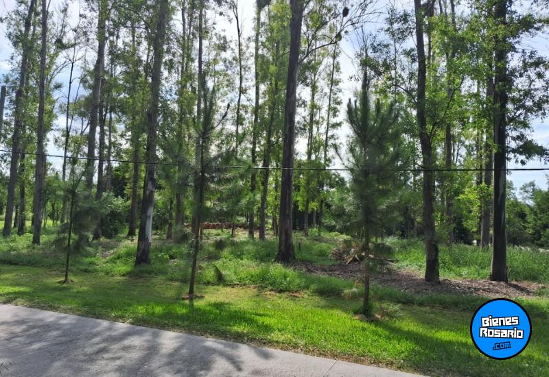 Terrenos - Oliveros - Venta