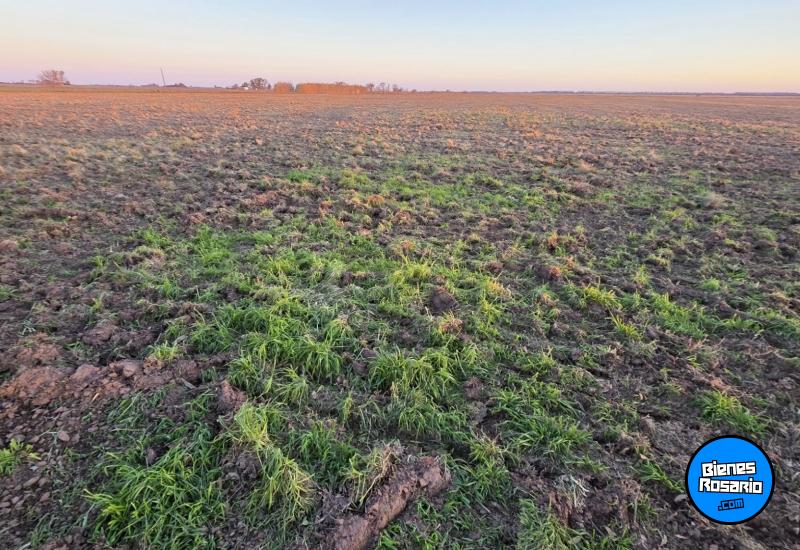 Campos - Tortugas - Venta