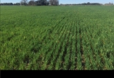 Campos - General Lagos - Venta