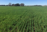 Campos - General Lagos - Venta