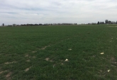 Campos - General Lagos - Venta