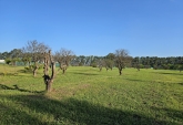 Terrenos - Fighiera - Venta