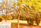Terrenos - General Lagos - Venta