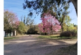 Terrenos - Oliveros - Venta