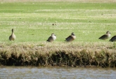 Terrenos - Iriondo - Venta