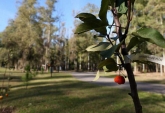 Terrenos - Iriondo - Venta