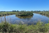 Terrenos - Carcaraa - Venta