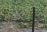 Campos - Rosario De Tala ,est.tala - Venta
