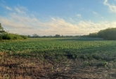 Campos - Rosario De Tala ,est.tala - Venta
