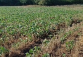 Campos - Rosario De Tala ,est.tala - Venta