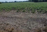 Campos - Rosario De Tala ,est.tala - Venta