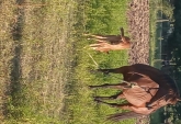 Terrenos - Victoria - Venta