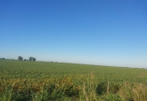 Campos - Pergamino - Venta