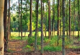 Terrenos - Oliveros - Venta