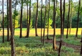 Terrenos - Oliveros - Venta