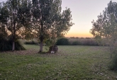Terrenos - Alvear - Venta