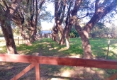 Campos - Coronda - Venta