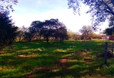 Campos - Coronda - Venta