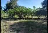 Campos - Coronda - Venta
