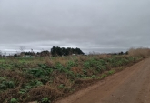 Campos - Rosario - Venta