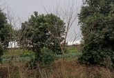 Campos - Rosario - Venta