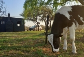 Casas - Febre - Venta
