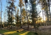 Terrenos - Oliveros - Venta