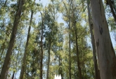 Terrenos - Oliveros - Venta