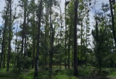 Terrenos - Oliveros - Venta