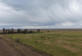 Campos - Tortugas - Venta