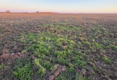 Campos - Tortugas - Venta